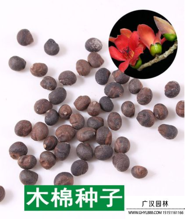 木棉種子 木棉種子