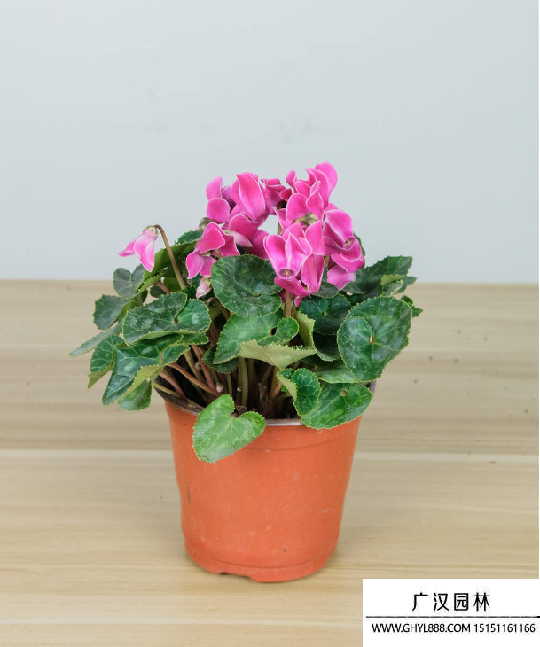 仙客來(lái) 仙客來(lái)