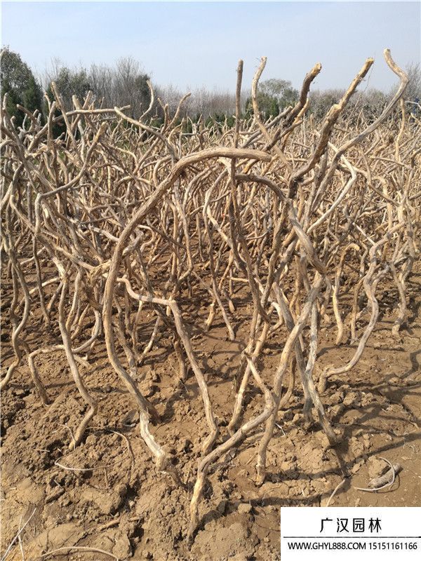 凌霄 (1).jpg 凌霄 (1).jpg