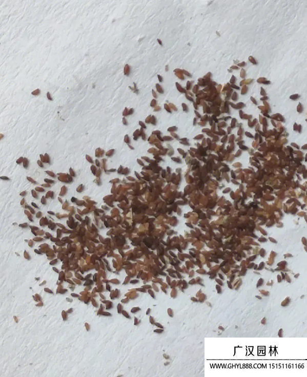 多肉種子 多肉種子