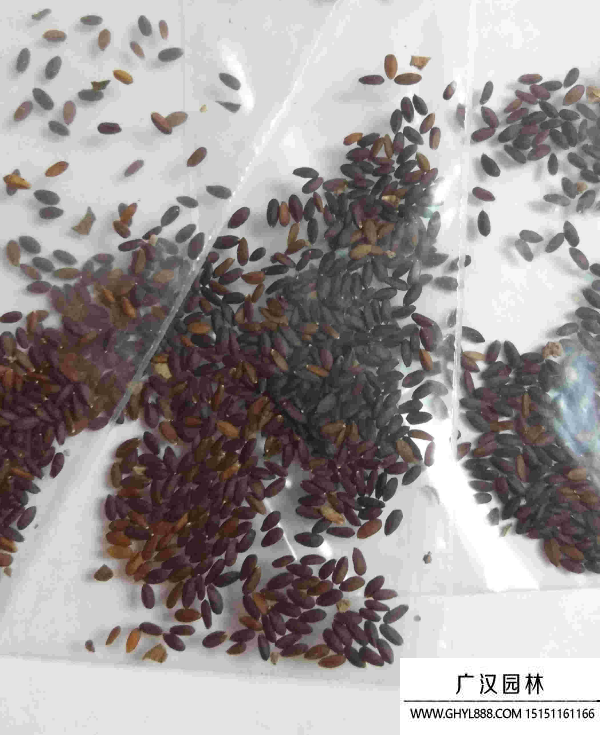 多肉種子 多肉種子