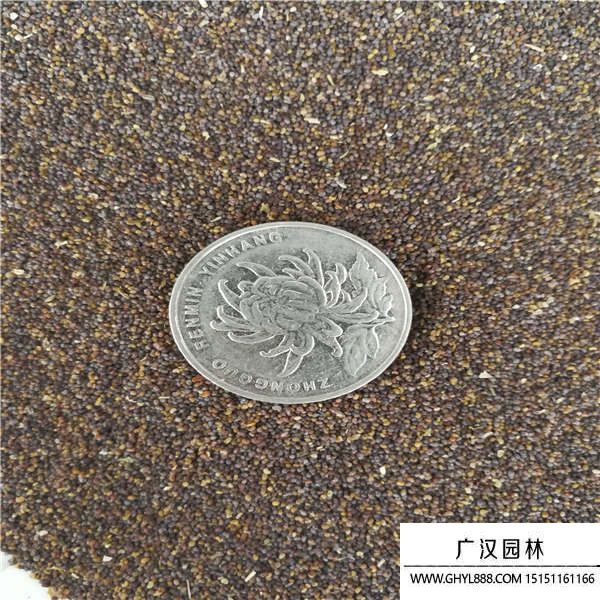 虞美人種子 虞美人種子