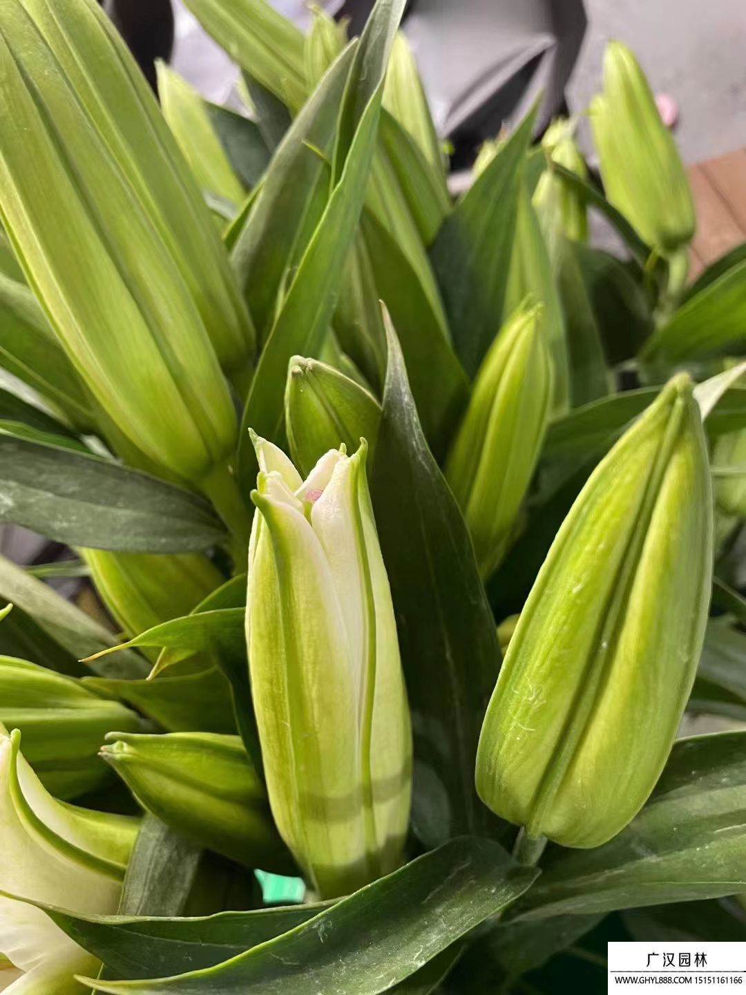 香水百合 (2).jpg 香水百合 (2).jpg