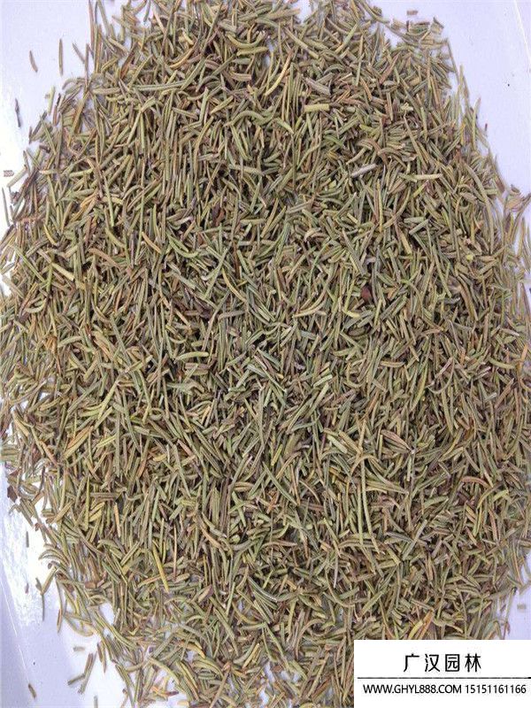 迷迭香3_副本.jpg 迷迭香3_副本.jpg