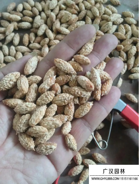 棗樹種子 棗樹種子