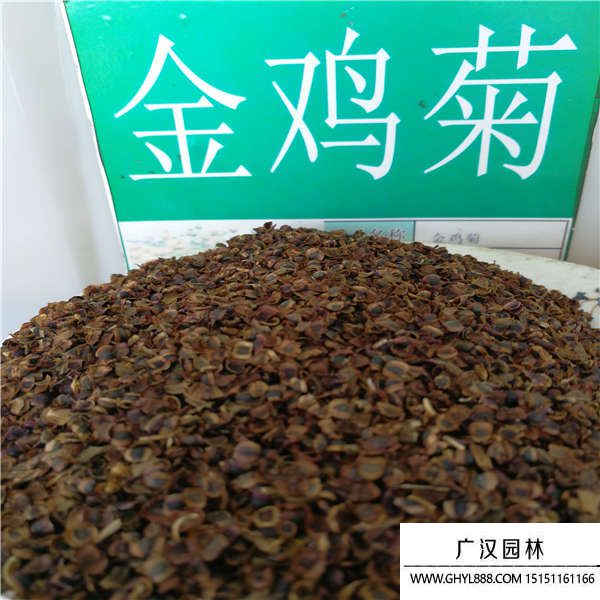 金雞菊種子 金雞菊種子