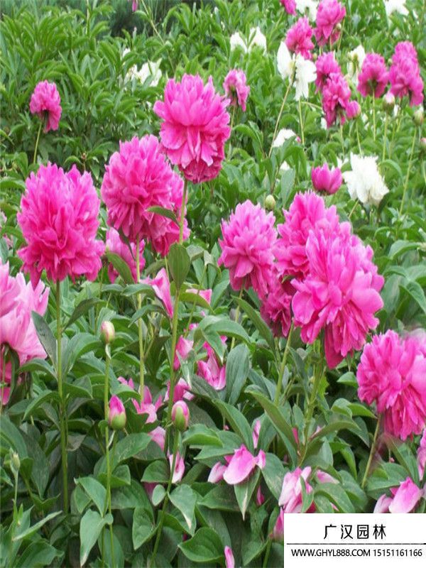 芍藥1..jpg 芍藥1..jpg