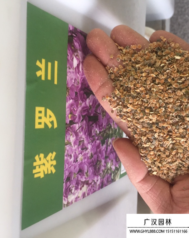 紫羅蘭種子 紫羅蘭種子