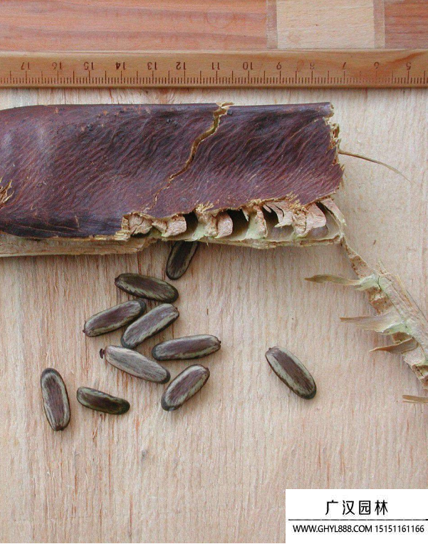 鳳凰樹種子 鳳凰樹種子