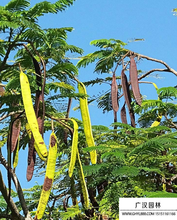鳳凰樹種子 鳳凰樹種子