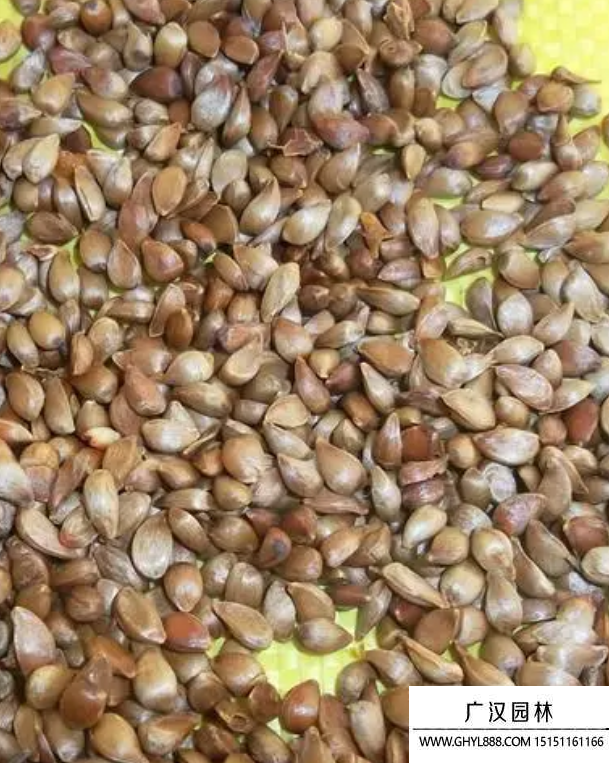 海棠種子 海棠種子