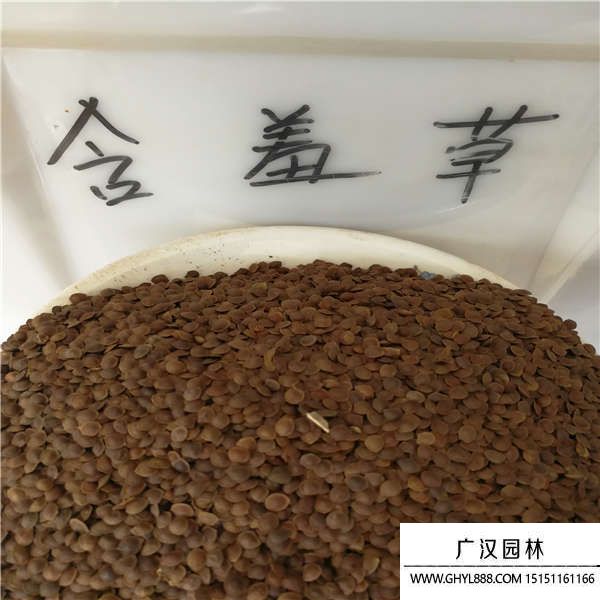 害羞草種子 害羞草種子