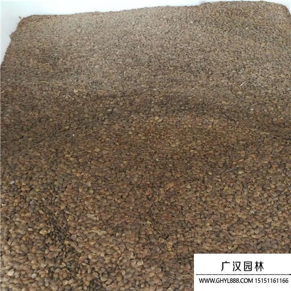 害羞草種子 害羞草種子