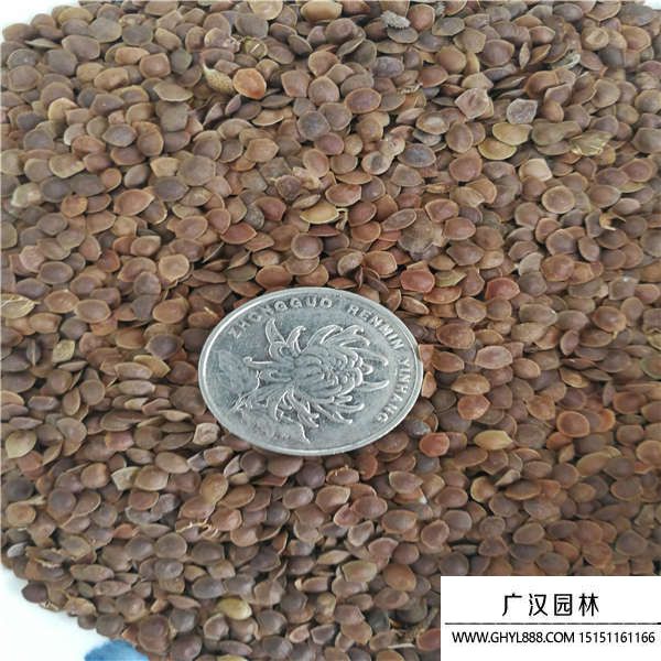 害羞草種子 害羞草種子