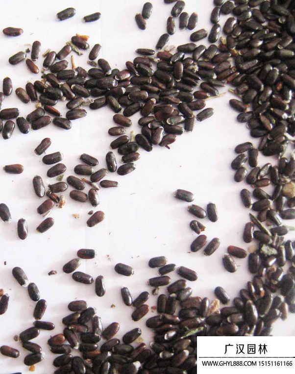 薰衣草種子 薰衣草種子