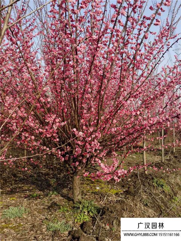 紅梅 (13).jpg 紅梅 (13).jpg