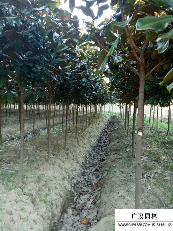 廣玉蘭產(chǎn)地 (3).jpg