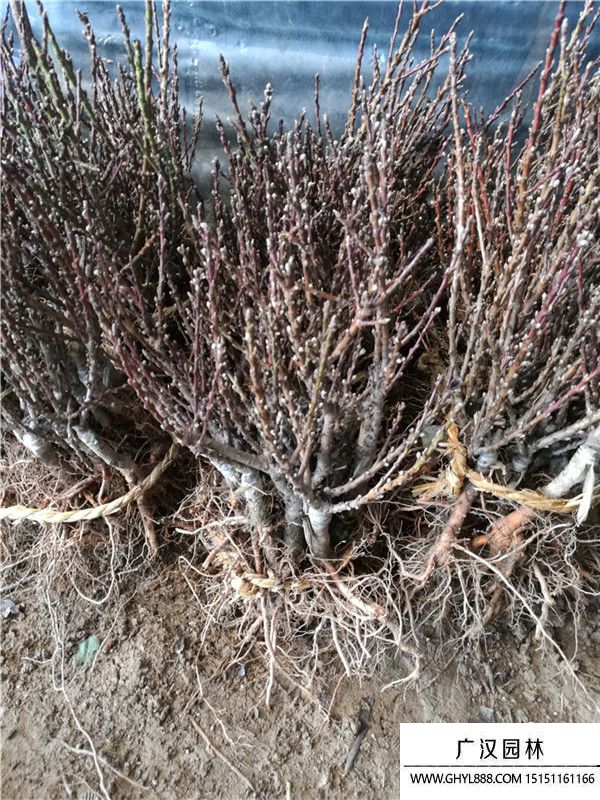 壽星桃 (1).jpg 壽星桃 (1).jpg