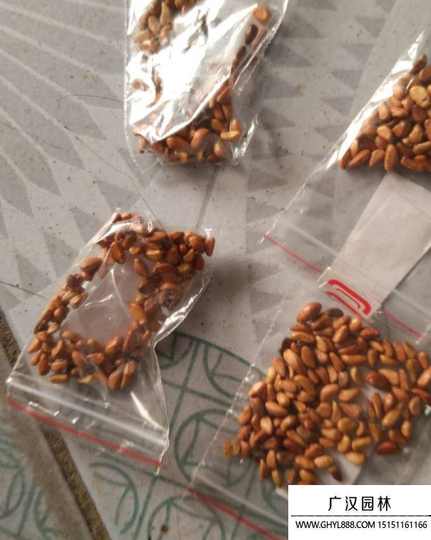 玖瑰花種子 玖瑰花種子