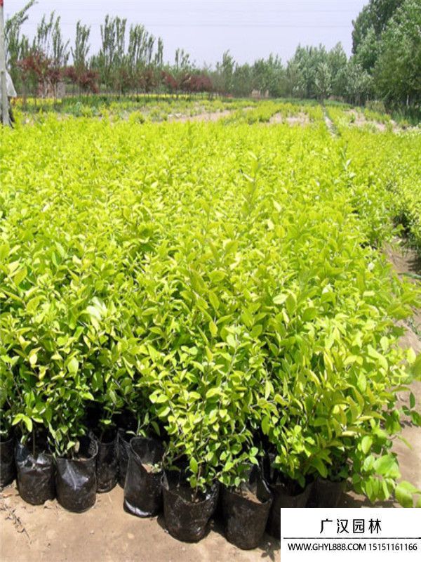 金葉女貞 金葉女貞