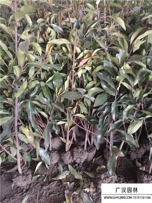 法國冬青 (2).jpg