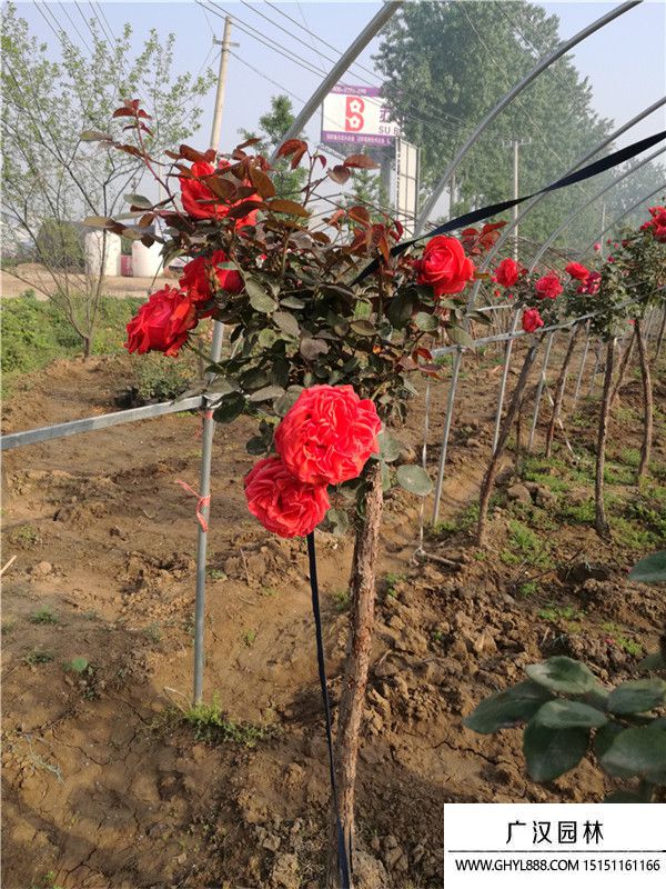 樹狀月季 (7).jpg