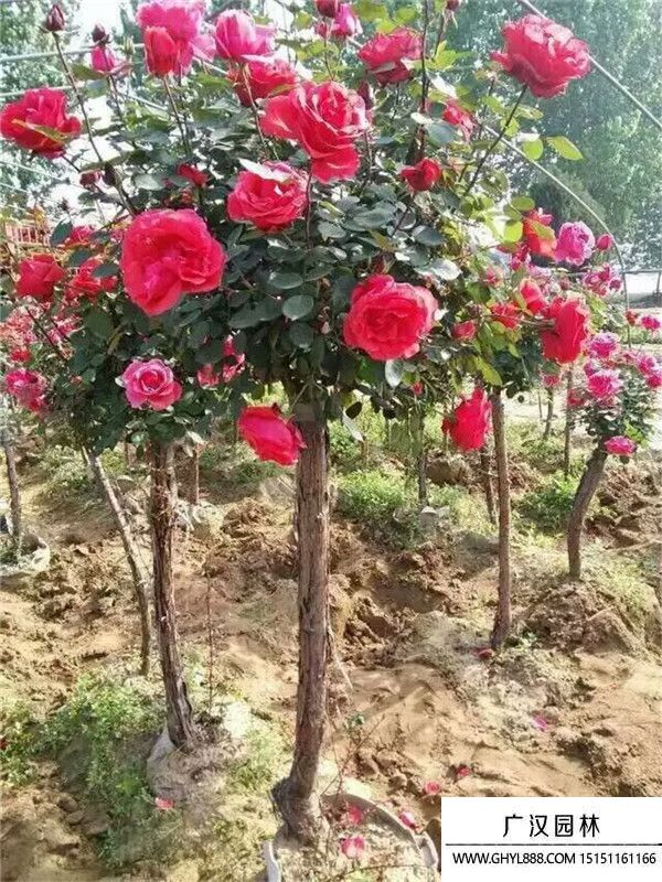 樹狀月季.. (1).jpg