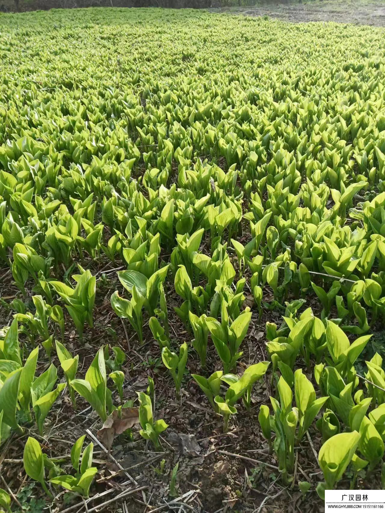 紫花玉簪 紫花玉簪