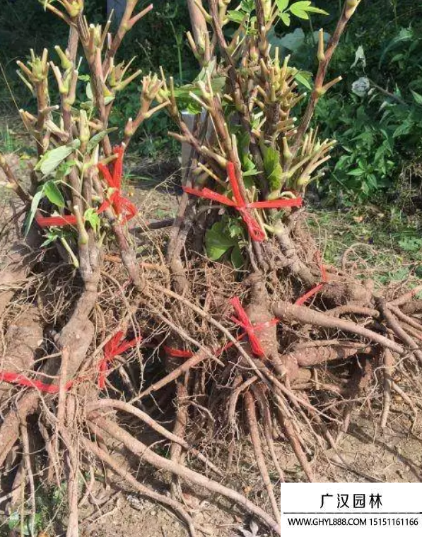 牡丹花小苗 牡丹花小苗