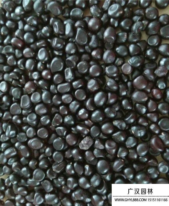 牡丹花種子 牡丹花種子