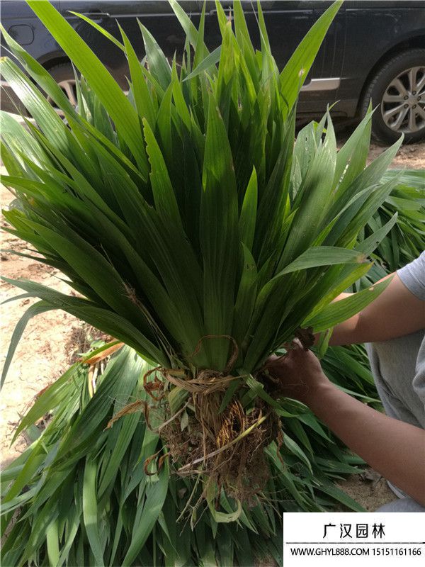 藍(lán)花鳶尾 藍(lán)花鳶尾
