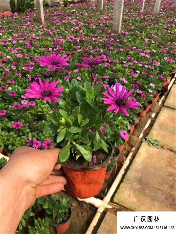 南非萬壽菊 南非萬壽菊