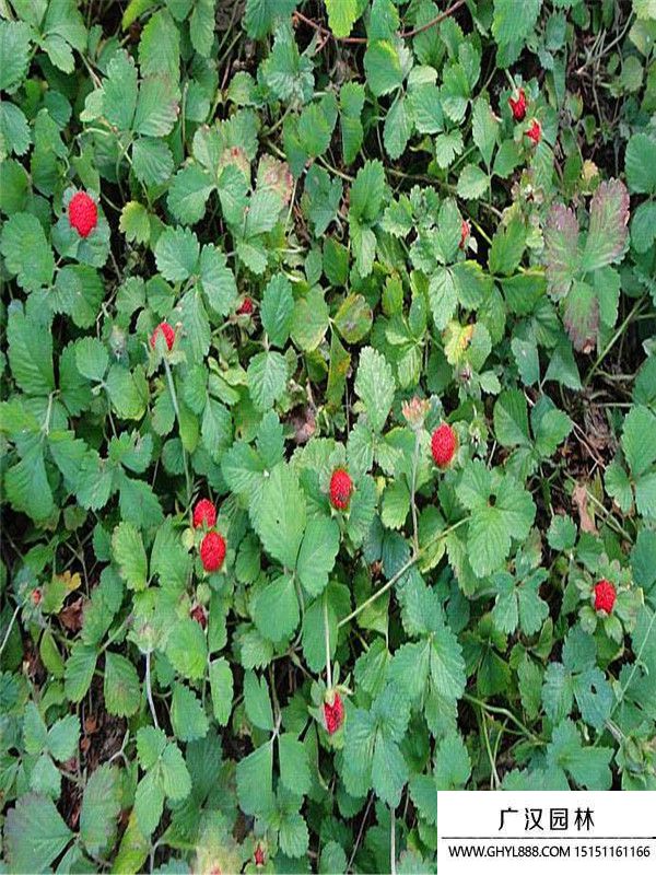 蛇莓 蛇莓