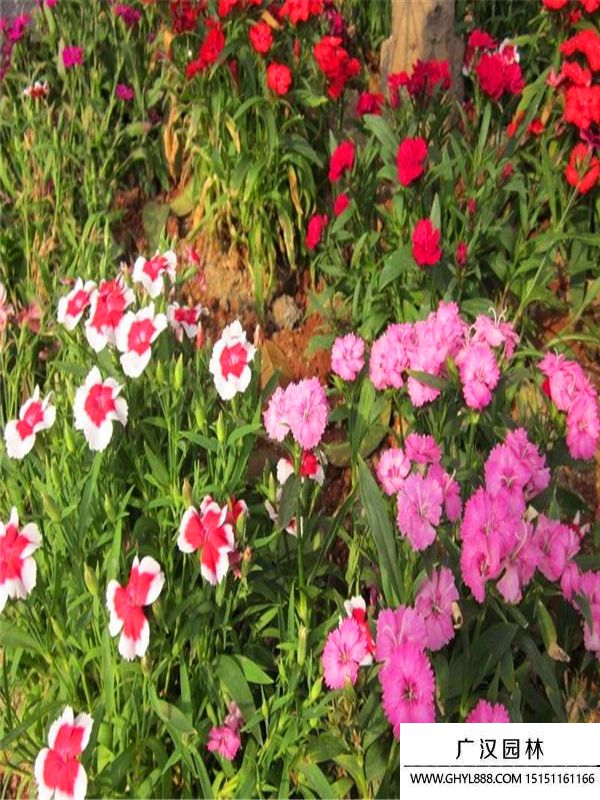 五彩石竹 五彩石竹