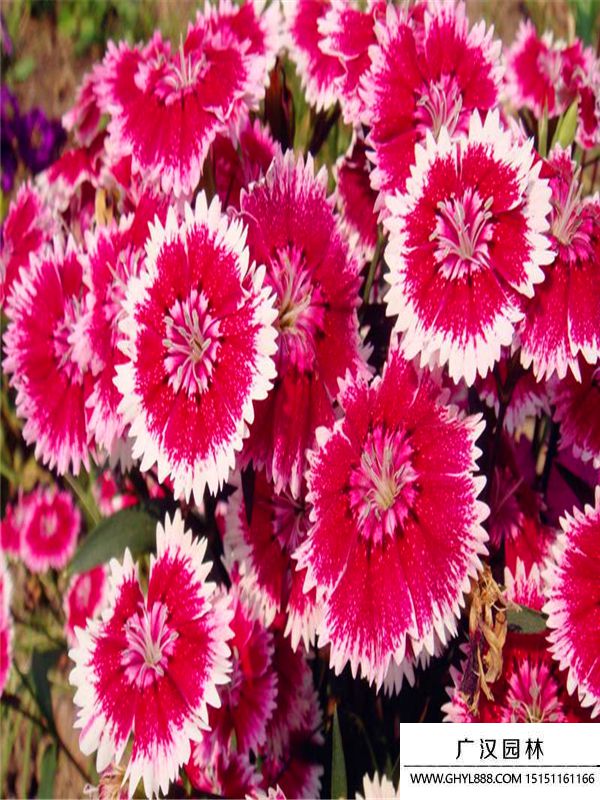 五彩石竹 五彩石竹