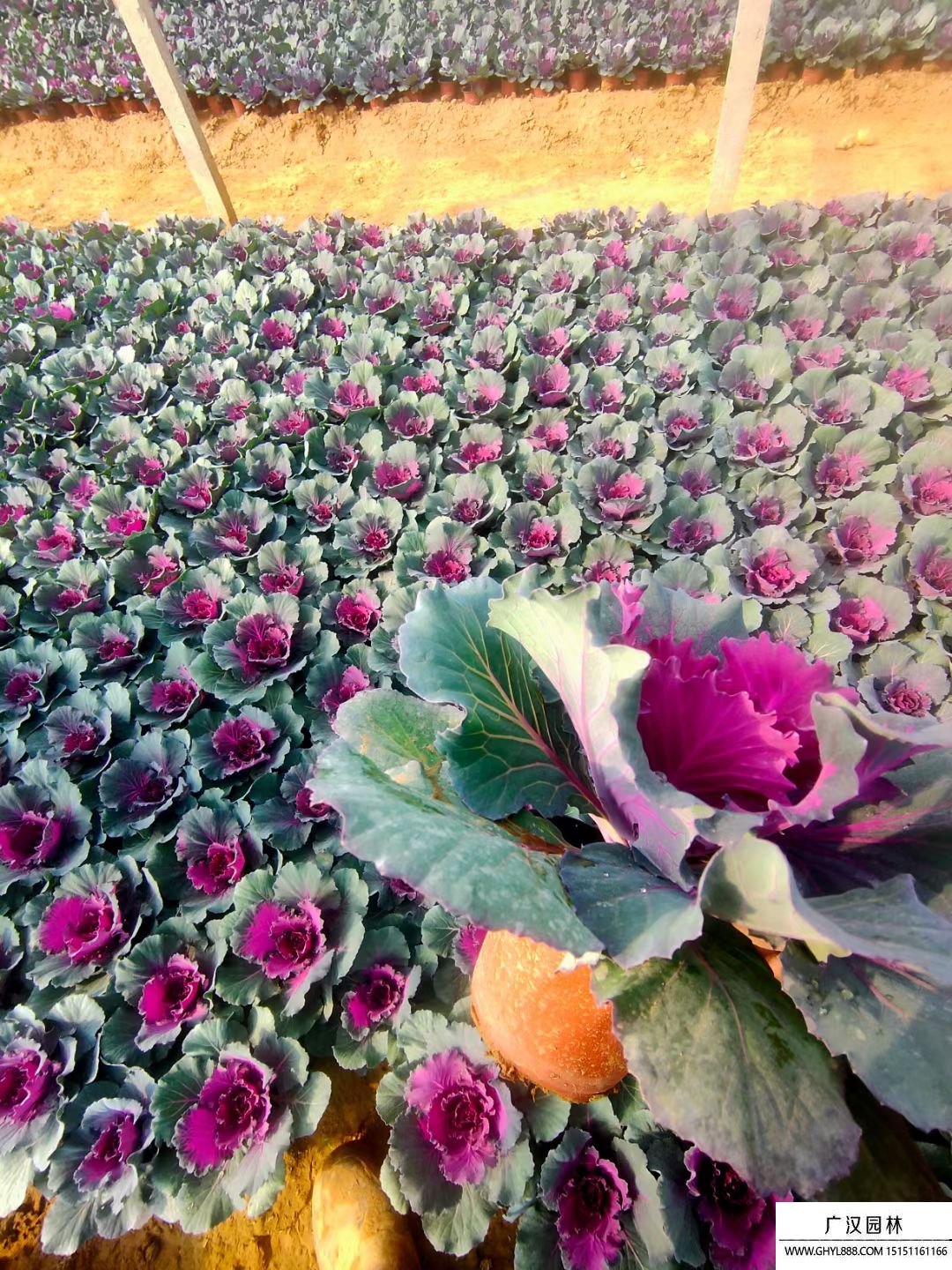 羽衣甘藍(lán) 羽衣甘藍(lán)