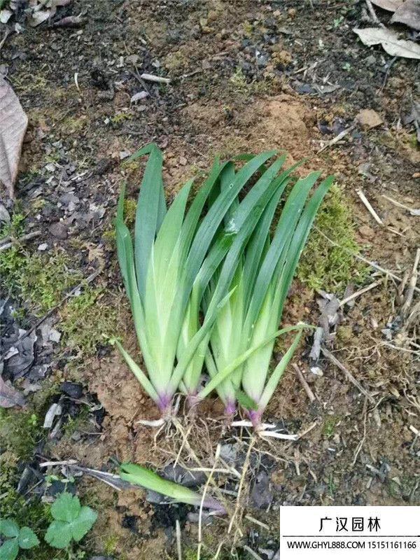 鳶尾苗 鳶尾苗