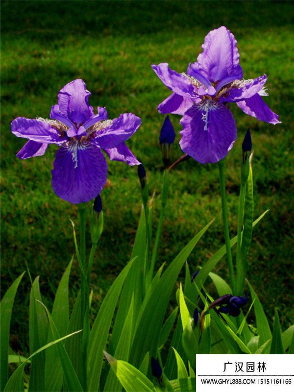 大花鳶尾 大花鳶尾