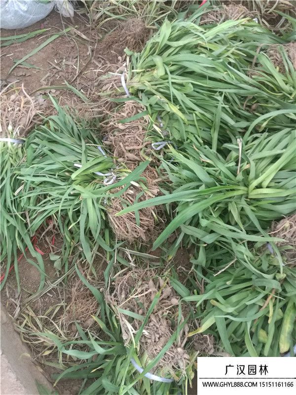 大花鳶尾 大花鳶尾