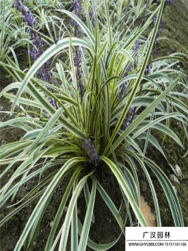 金邊萬年久 金邊萬年久