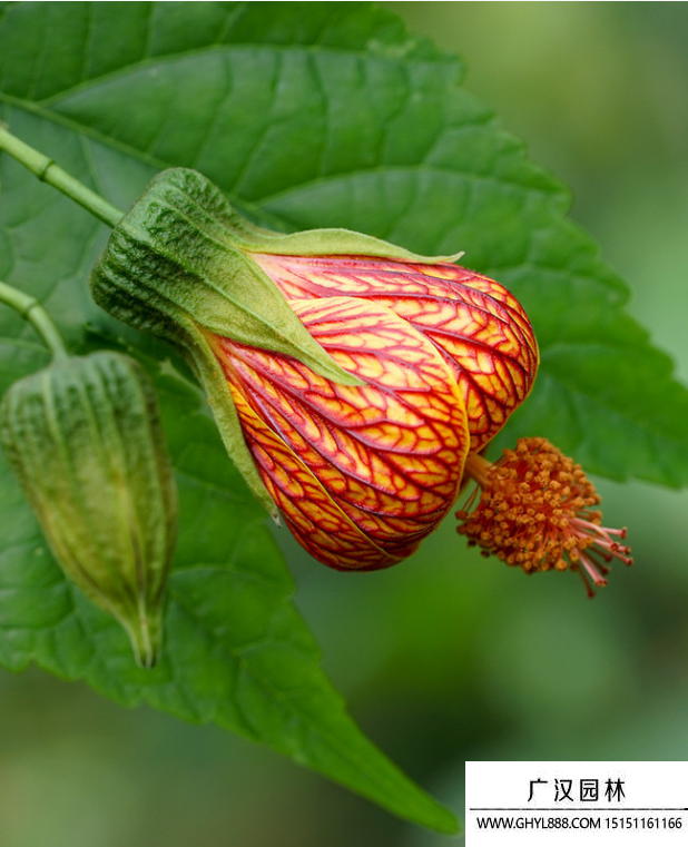 紋瓣懸鈴花 紋瓣懸鈴花