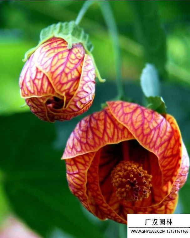 紋瓣懸鈴花 紋瓣懸鈴花