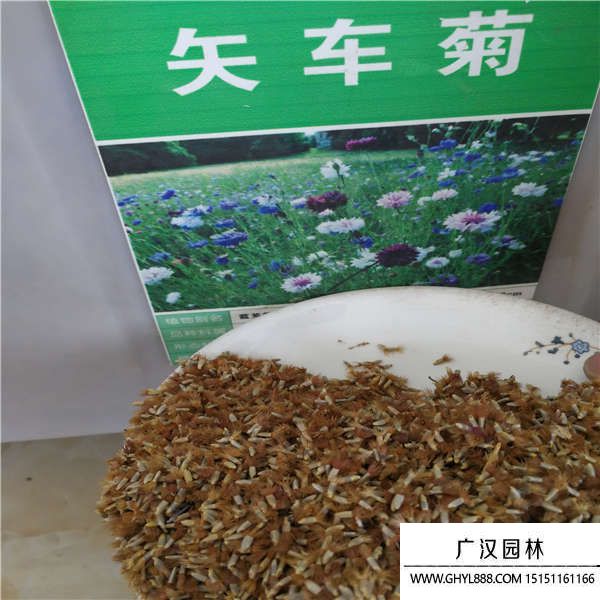 矢車菊種子 矢車菊種子