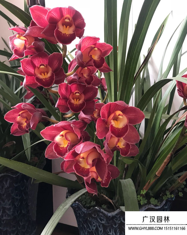 大花蕙蘭 大花蕙蘭