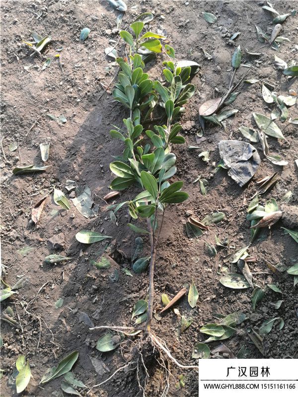 海桐苗.3.jpg 海桐苗.3.jpg