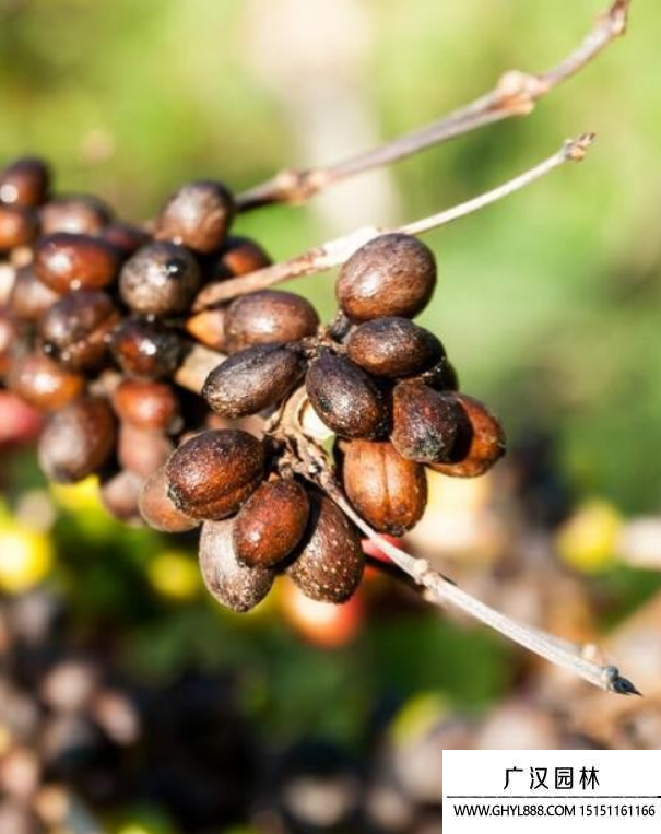 咖啡種子 咖啡種子