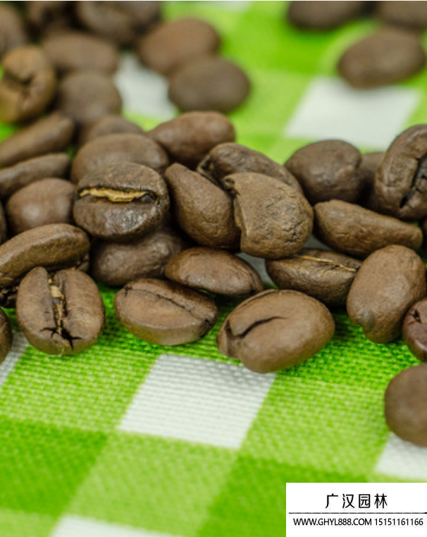 咖啡種子 咖啡種子