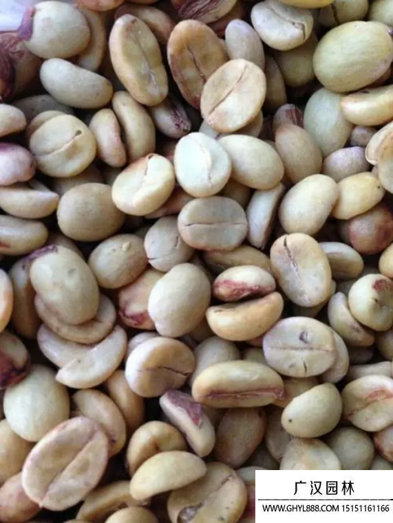 咖啡種子 咖啡種子