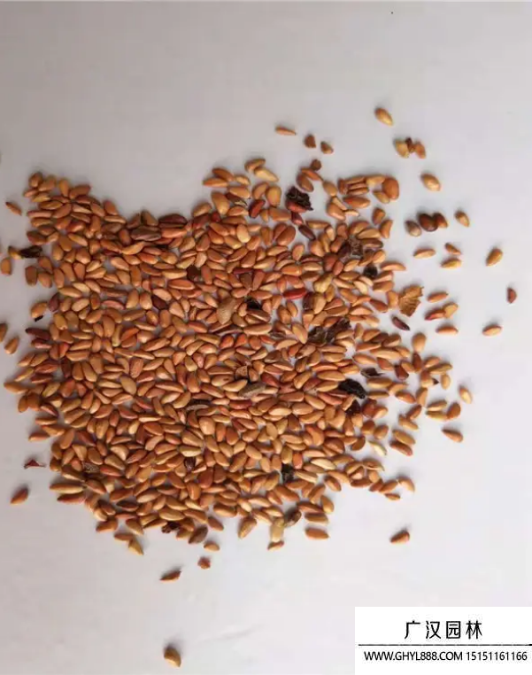 玫瑰種子 玫瑰種子