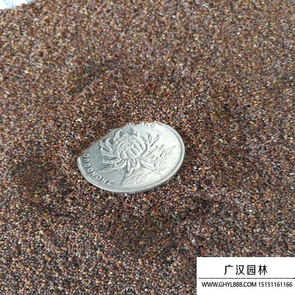 矮牽牛種子 矮牽牛種子